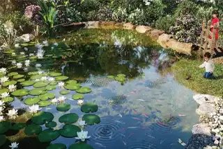 Lotus Pond